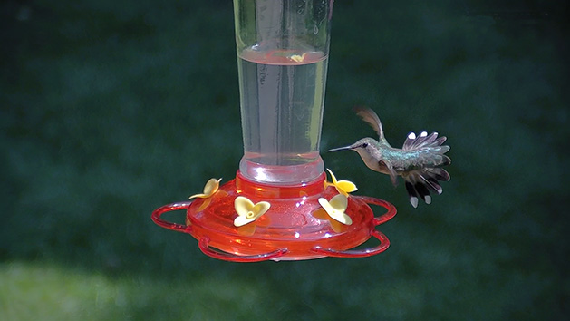 A hummingbird at a feeder.