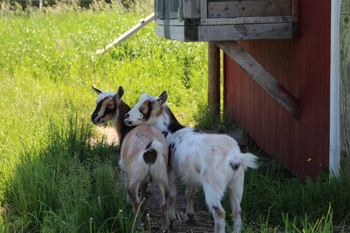 Goats at the Minnetonka Orchard petting zoo.