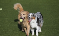 Two dogs play at Top Dog Country Club