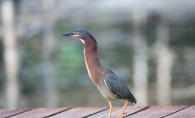 A green heron on a dock