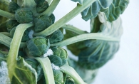 A brussels sprout plant covered in frost.