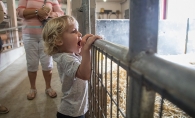 A child watches an animal at Gale Woods Farm's Breakfast on the Farm event.