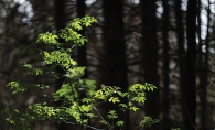 Enjoy nature while forest bathing