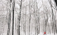 A woman and her dog walk through snowy woods near Lake Minnetonka