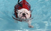 dog swimming in pool