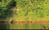 Restoration of the shoreline has been underway since 2009.