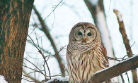 A barred owl on a snowy tree branch.