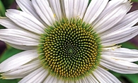 A close up photo of a flower at Noerenberg Gardens