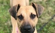 A dog up for adoption at Wayzata Brew Works' adoption event