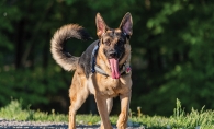 A dog named Havoc plays at a dog park in Orono.