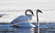 Two Swans in the water during winter at Gray's Bay.