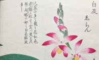 Japanese woodblock print of pink flowers