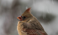 2018 Lens on Lake Minnetonka honorable mention Snowy Cardinal