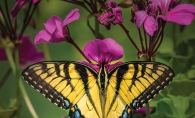 A swallowtail butterfly rests on a garden phlox in this Lens on Lake Minnetonka winning photograph.