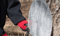 maple tapping for syrup