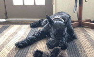 Odin and Koa Natalie Webster's dogs Odin and Koa