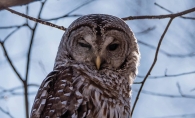 Owl perched in tree branches.