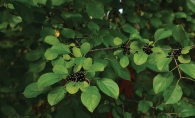 A buckthorn bush with its trademark berries.