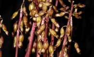 A thick cluster of the autumn coral root orchid.