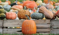 World of Pumpkins Display 