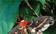 A giant silkmoth rests on a leaf.