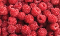 Homegrown raspberries