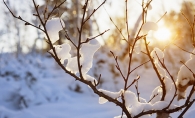 Sun peeks through the snowy trees on a winter morning.