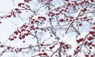 A crabapple tree