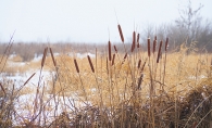 Cattails in the winter