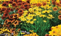 Rudbeckia flowers in autumn shades of yellow and orange.