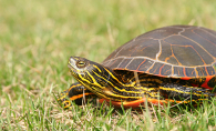 A painted turtle sits in the grass on a sunny day.