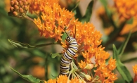 A caterpillar climbs on orange flowers.