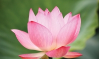 A pink lotus