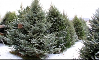 Christmas trees on a Christmas tree farm