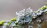 Lichen on a dead tree branch