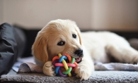 A dog plays with a toy at Top Dog Country Club