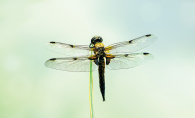 A dragonfly in flight.