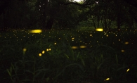 Fireflies in a field