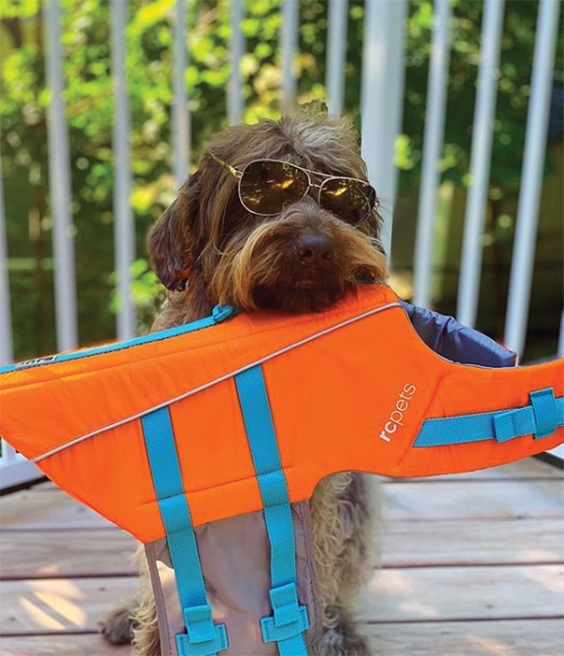 A dog wearing sunglasses holds a life jacket in its mouth.