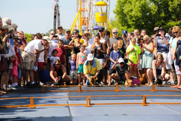 Doxie owners and their pooches getting ready for the 29th annual Dachshund Hurdle Races