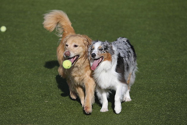 Two dogs play at Top Dog Country Club