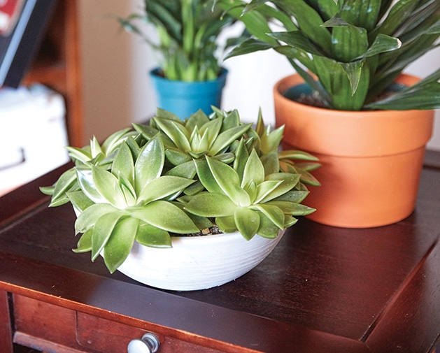 Healthy houseplants