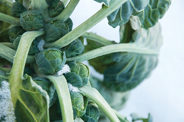 A brussels sprout plant covered in frost.