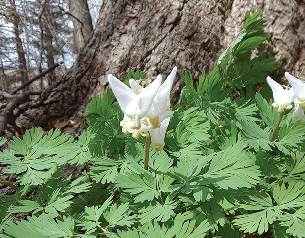 A splash of color from a spring ephemeral