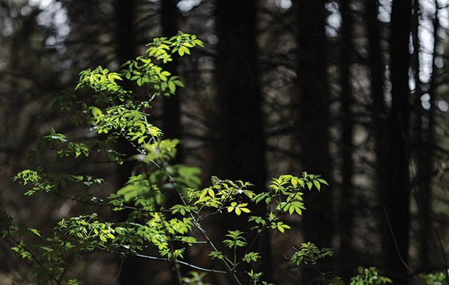 Enjoy nature while forest bathing