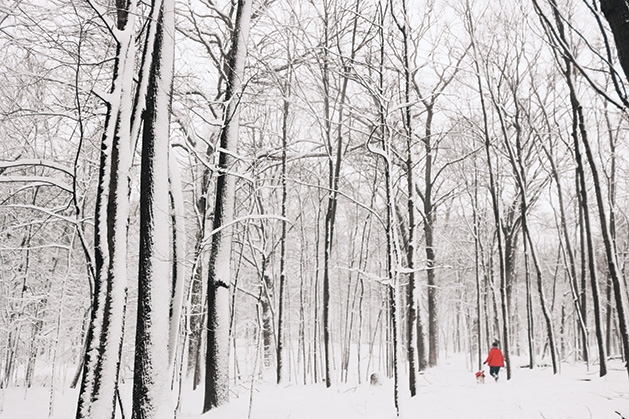 A woman and her dog walk through snowy woods near Lake Minnetonka