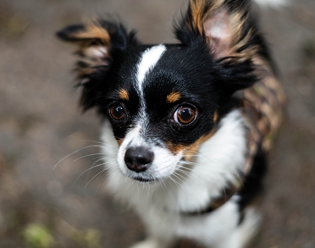 Big Brown Eyes by Mound resident Ann Beadle-Reinitz