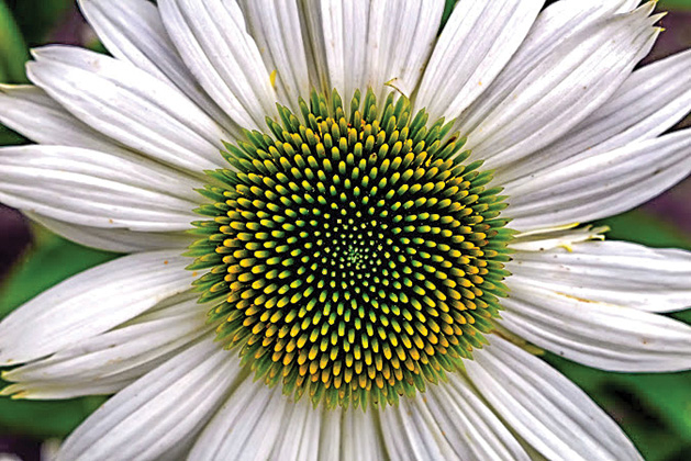 A close up photo of a flower at Noerenberg Gardens