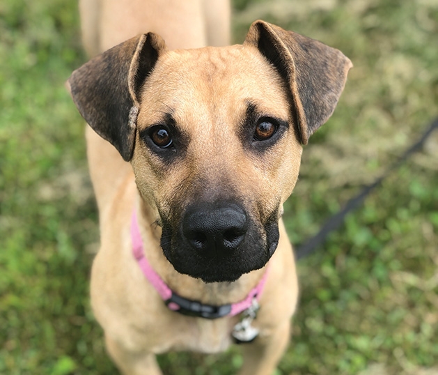 A dog up for adoption at Wayzata Brew Works' adoption event