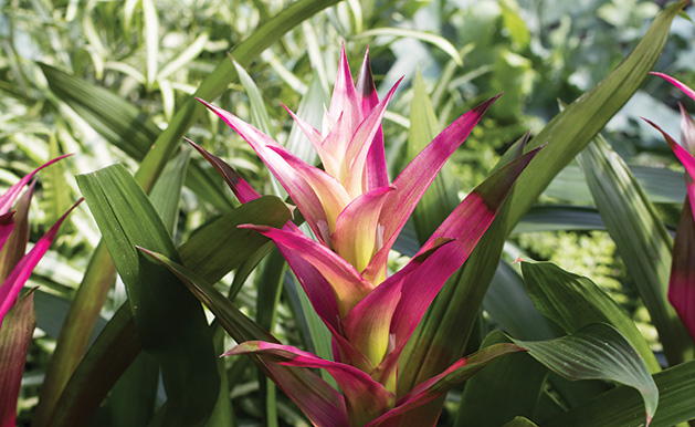 A pink plant from Tonkadale Greenhouse, voted Best Florist in our Best of Lake Minnetonka 2019 readers' choice survey.